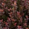 SPICY DEVIL® NINEBARK -Shrubs Central DETA2 5356
