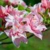 ELECTRIC LIGHTS™ DOUBLE PINK DECIDUOUS AZALEA -Shrubs Central DETA2 5357