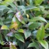 SQUIRT™ COMPACT LEUCOTHOE -Shrubs Central DETA2 5392