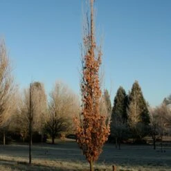 SKINNY GENES® OAK -Shrubs Central DETA2 5456