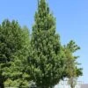 ARMSTRONG GOLD® MAPLE -Shrubs Central DETA2 5466