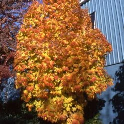 APOLLO® SUGAR MAPLE -Shrubs Central DETA2 5467