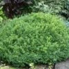 NEWGEN® LIBERTY BELLE™ BOXWOOD -Shrubs Central DETA2 5563