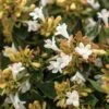 APPLE PERFECTION™ ABELIA -Shrubs Central DETA2 5659