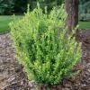 GLOW POP™ JAPANESE HOLLY -Shrubs Central DETA2 5737