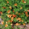 HAPPY FACE® ORANGE POTENTILLA 2 HAPPY FACE® ORANGE POTENTILLA -Shrubs Central DETA2 5741