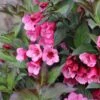 SONIC BLOOM® WINE™ WEIGELA -Shrubs Central DETA2 5752