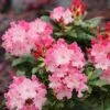 DANDY MAN COLOR WHEEL® RHODODENDRON -Shrubs Central DETA2 5763