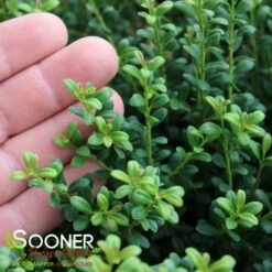 LUCKY MARBLE™ DWARF JAPANESE HOLLY 7 LUCKY MARBLE™ DWARF JAPANESE HOLLY -Shrubs Central DETA2 5839