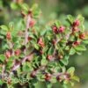 TOM THUMB COTONEASTER 2 TOM THUMB COTONEASTER -Shrubs Central DETA2 613