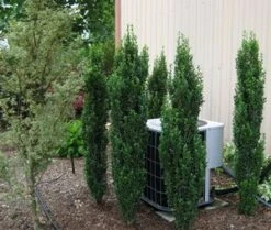 SKY PENCIL HOLLY 8 SKY PENCIL HOLLY -Shrubs Central DETA2 637