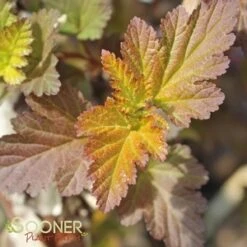 CENTER GLOW™ NINEBARK 9 CENTER GLOW™ NINEBARK -Shrubs Central DETA2 696