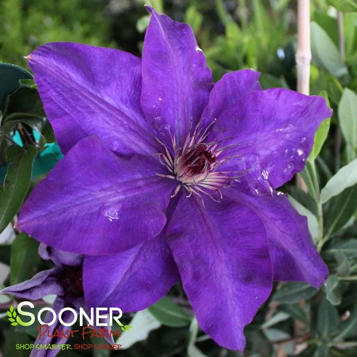 THE PRESIDENT CLEMATIS 4 THE PRESIDENT CLEMATIS - Image 2