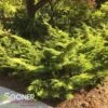 SAYBROOK GOLD® JUNIPER -Shrubs Central DETA2 877