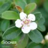 CORAL BEAUTY COTONEASTER 1 CORAL BEAUTY COTONEASTER -Shrubs Central DETA2 911