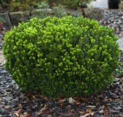 BABY GEM™ BOXWOOD 8 BABY GEM™ BOXWOOD -Shrubs Central DETA3 1053