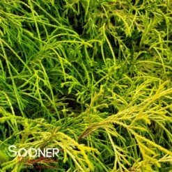 KING'S GOLD FALSE CYPRESS -Shrubs Central DETA3 1092