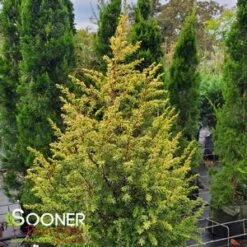 GOLD CONE JUNIPER -Shrubs Central DETA3 1095