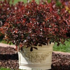FIREBALL RED™ PHOTINIA -Shrubs Central DETA3 1341