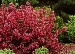 WINE & ROSES® WEIGELA -Shrubs Central DETA3 150