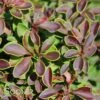 ADMIRATION BARBERRY -Shrubs Central DETA3 1522