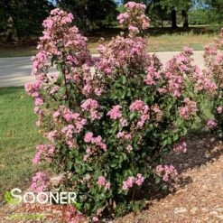 RHAPSODY IN PINK® CRAPEMYRTLE -Shrubs Central DETA3 179