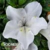 BLOOM-A-THON® WHITE AZALEA -Shrubs Central DETA3 2244
