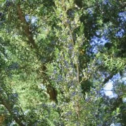 HETZI COLUMN JUNIPER -Shrubs Central DETA3 2415