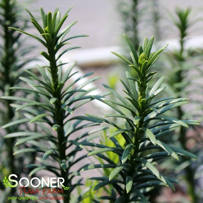 UPRIGHT PLUM YEW 4 UPRIGHT PLUM YEW - Image 2