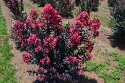 MIDNIGHT MAGIC™ CRAPEMYRTLE -Shrubs Central DETA3 2671