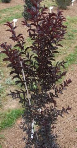 MOONLIGHT MAGIC™ CRAPEMYRTLE -Shrubs Central DETA3 2672