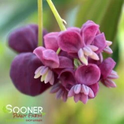 CHOCOLATE VINE -Shrubs Central DETA3 2715