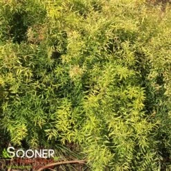 GOLD THREAD™ SPIRAEA -Shrubs Central DETA3 2719