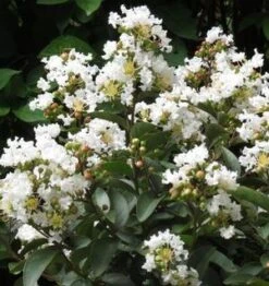 ENDURING SUMMER™ WHITE CRAPEMYRTLE -Shrubs Central DETA3 2826