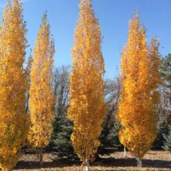 PARKLAND PILLAR® BIRCH -Shrubs Central DETA3 2848
