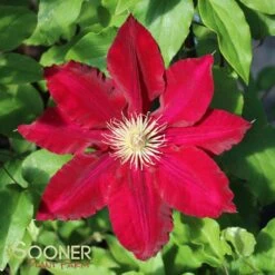 REBECCA™ CLEMATIS -Shrubs Central DETA3 2854