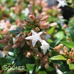 ETERNAL SUNSHINE™ ABELIA -Shrubs Central DETA3 2895