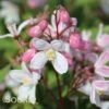 YUKI CHERRY BLOSSOM® DEUTZIA -Shrubs Central DETA3 3039