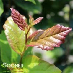 PERSIAN SPIRE™ IRONWOOD -Shrubs Central DETA3 3148