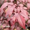 OBSESSION™ NANDINA -Shrubs Central DETA3 3270