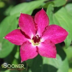 VIVA POLONIA CLEMATIS -Shrubs Central DETA3 3350