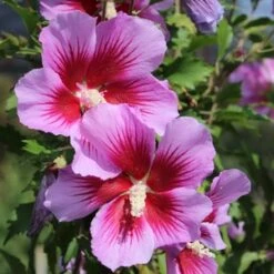 PURPLE PILLAR® ALTHEA -Shrubs Central DETA3 3353