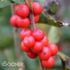 LITTLE GOBLIN® ORANGE WINTERBERRY HOLLY -Shrubs Central DETA3 3356