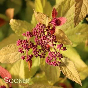 DOUBLE PLAY® CANDY CORN® SPIRAEA 6 DOUBLE PLAY® CANDY CORN® SPIRAEA - Image 4