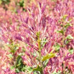 PARTY LIGHTS™ OSMANTHUS -Shrubs Central DETA3 3394