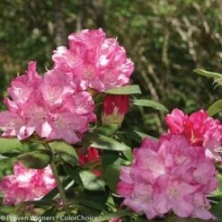DANDY MAN® PINK RHODODENDRON -Shrubs Central DETA3 3446