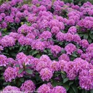 DANDY MAN® PURPLE RHODODENDRON 6 DANDY MAN® PURPLE RHODODENDRON - Image 4
