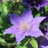 BIJOU™ CLEMATIS -Shrubs Central DETA3 3563