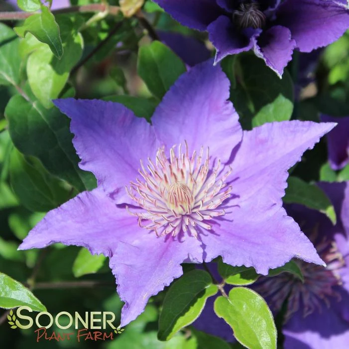 BIJOU™ CLEMATIS 3 BIJOU™ CLEMATIS