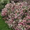 CZECHMARK TRILOGY® WEIGELA -Shrubs Central DETA3 3617